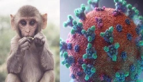  یک ادعای جنجالی؛ دلیل آبله میمون واکسن آسترازنکا است؟ +فیلم