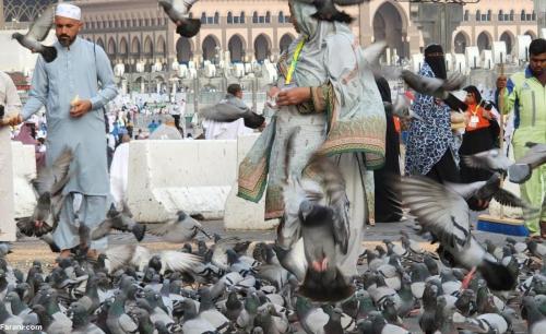 (تصاویر) کبوترها در مکه مکرمه! 