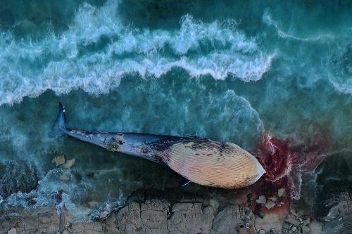 کشف لاشه نهنگ در بندر بریس چابهار