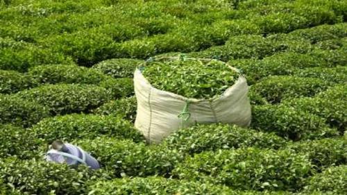 افزایش واردات چایی 