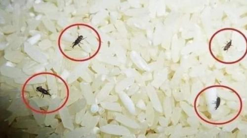  علت ظهور سوسک برنج در فصل گرما چیست؟
