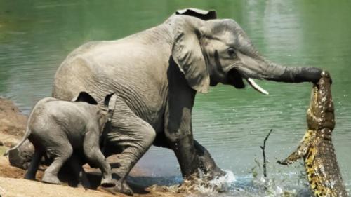 کشته شدن کروکودیل توسط فیل