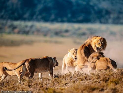 عکس/ وقتی شیرها باهم درگیر می‌شوند