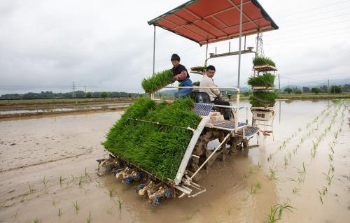 شیوه جدید چینی‌ها برای برنج کاری