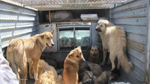 سگ های بدون صاحب در تهران 