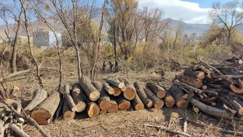 جریمه برای قطع درختان خیابان ولیعصر