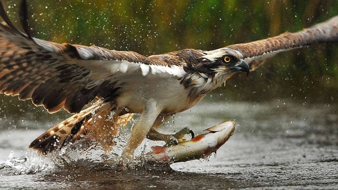 شکار همزمان دو ماهی با یک چنگال توسط عقاب