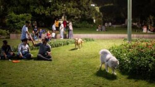 مردم خواستار برخورد با سگ‌گردانی در پارک‌ها هستند  