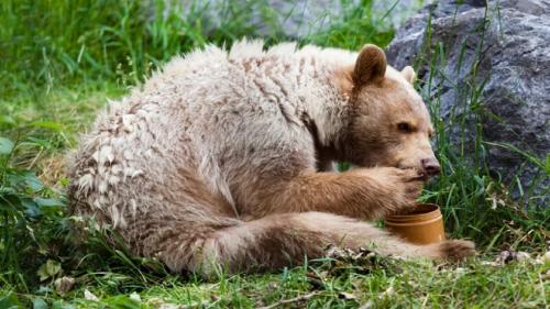 عاقبت زیاده روی توله خرس در خوردن عسل