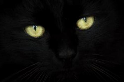 چرا گربه‌ سیاه نماد بدشانسی است؟!