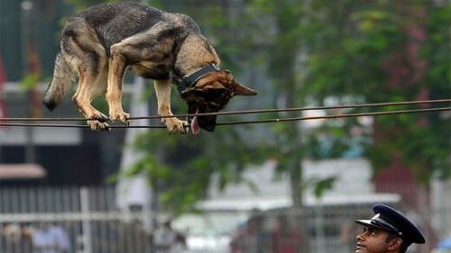 مهارت یک سگ پلیس در انجام تمرینات بندبازی