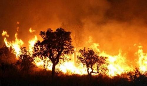  فیلم/ آتش‌سوزی جنگل‌ها در الجزایر