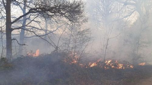 دامنه آتش سوزی جنگل‌های کوه لار در باشت ۶ هکتار اعلام شد