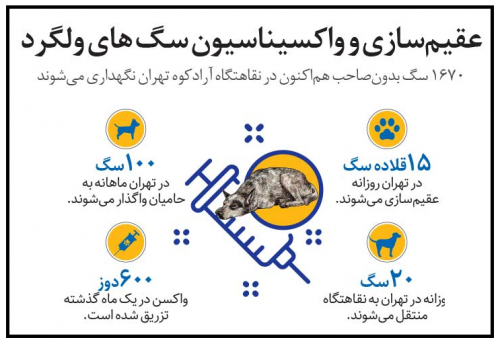 اینفوگرافیک/ مقابله شهرداری با سگ‌های ولگرد