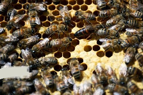 پیش‌بینی تولید ۱۱۵ هزار تن عسل در سال جاری