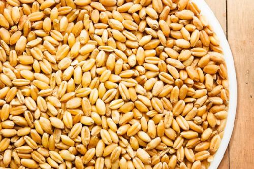 ۸۰ درصد از تولید بذر استان بوشهر محقق شده است