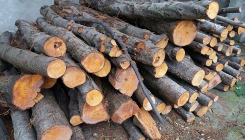  سود ۵۰۰ میلیارد تومانی قاچاق چوب
