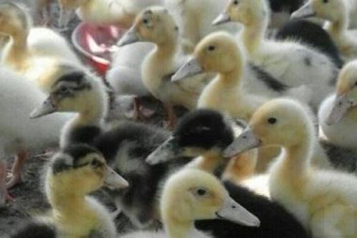 قطب تولید اردک در کشور نیازمند حمایت ویژه مسئولان
