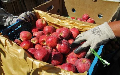 بازار سیب آذربایجان غربی در زمان برداشت مدیریت شود