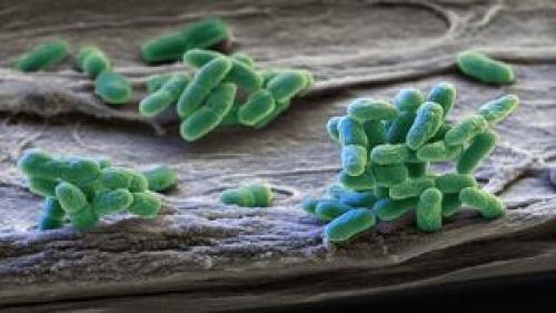  کشف راز چگونگی حرکت باکتری‌ها