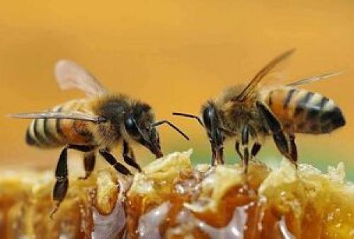 همکاری باورنکردنی دو زنبور برای باز کردن در نوشابه
