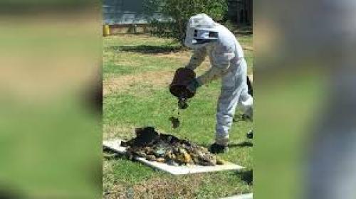  بستری حدود ۴۲ دانش آموز در پی حمله زنبورها
