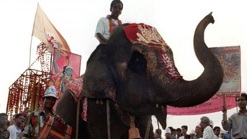  حادثه هنگام فیل سواری در هند + فیلم