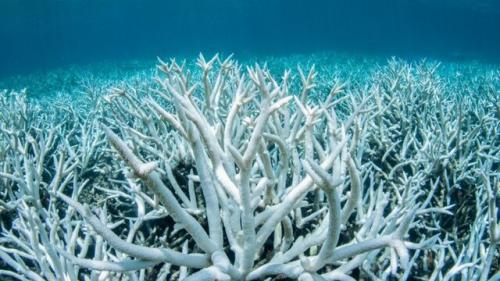  اسیدی شدن اقیانوس‌ها و تأثیر منفی بر گونه‌های زیستی