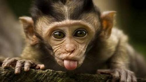  افزایش تلفات آبله میمونی در آمریکا