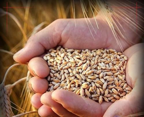 افزایش ۵.۵ درصدی قیمت گندم آمریکا در ۱ روز 