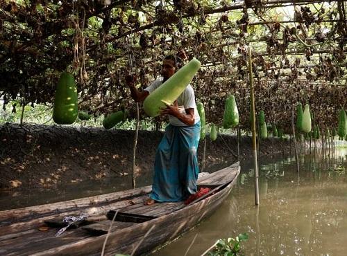  عکس/ باغ‌های شناور بنگلادش