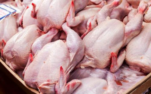  قیمت مرغ زنده به کمتر از نرخ مصوب رسید 