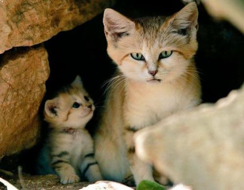  تصویری از گربه‌ی شنی و خانواده‌اش