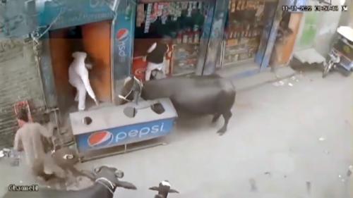  حمله یک گاو به مردم در خیابان + فیلم