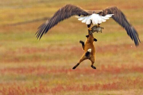 پرواز عقاب عظیم الجثه به همراه شکارش در جاده
