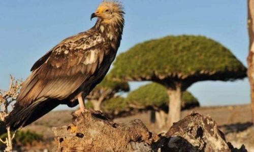 سرقت پرنده‌های نادر یمن توسط امارات