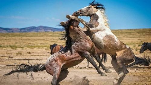  درگیری وحشیانه دو اسب در پرتگاه + فیلم