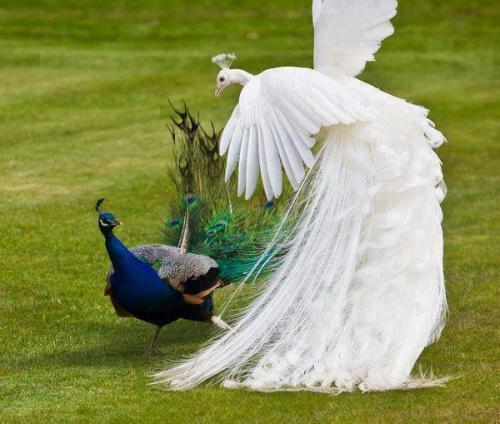 تصویری زیبا از یک طاووس زال حیرت‌انگیز