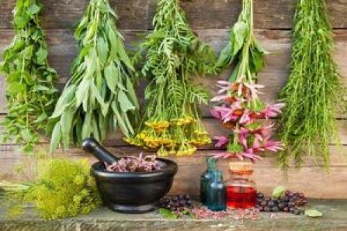  ۵ گیاه برای درمان بی اشتهایی عصبی