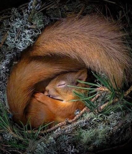 عکس/ خواب خوش زمستانی یک سنجاب
