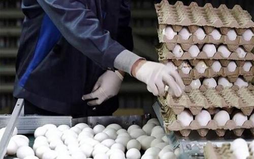 مصوبه جدید وزارت کشاورزی درباره قیمت تخم‌ مرغ