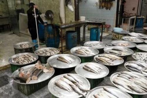  قیمت انواع ماهی و میگو در بازار +جدول