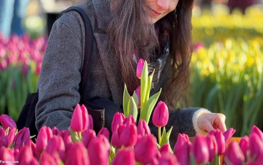 گرامیداشت روز ملی گل لاله در هلند 