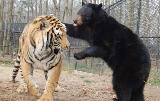 لحظه دیدنی حمله خرس سیاه به ببر بزرگ