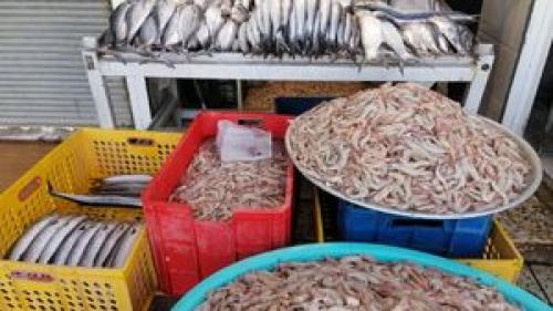قیمت انواع ماهی و میگو در بازار