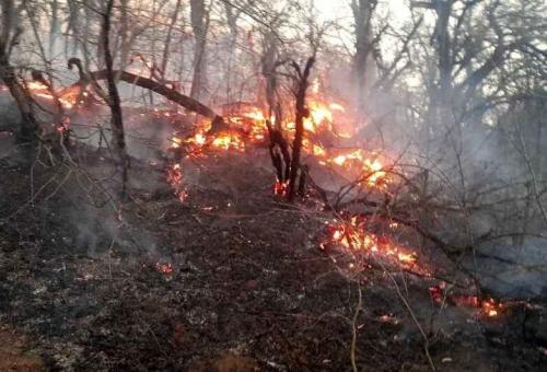 آتش سوزی جنگل الندان کیاسر اطفاء نشد