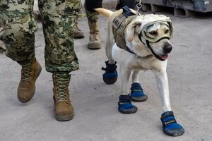 سگ‌های امدادگر مشهور مکزیک راهی ترکیه شدند