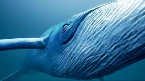  شگرد نهنگ آبی برای شکار + فیلم