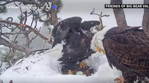 دو عقاب سرسفید در لانه برفی