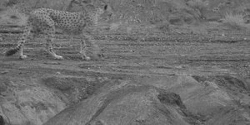 نخستین تصویر یوزپلنگ آسیایی در حیات وحش اصفهان